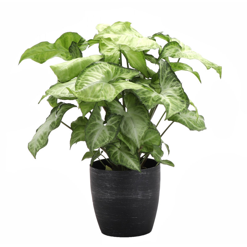 Live White Butterfly Plant in Classic Pot, 8'' H X 4'' W X 4'' D, Brushed Silver