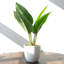 Pack Of 6 X Artificial Potted Foliage Plants 45cm Faux Ficus Plant in Pot Liner