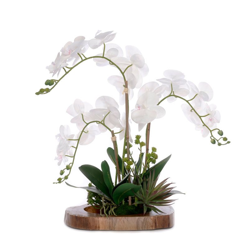 Real Touch Orchid with Succulent/Moss Arrangement in Teak Wood Mirror
