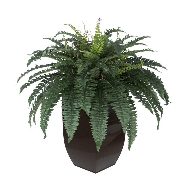 Fougère artificielle 12 "en pot, Brun brillant
