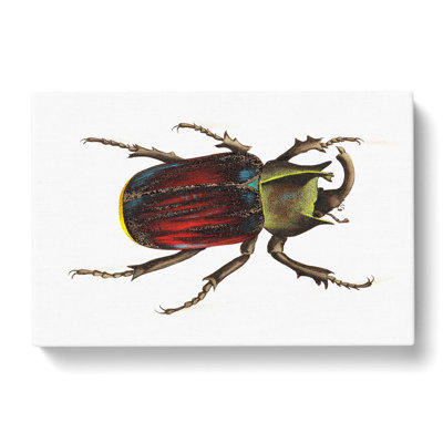 Typhon Beetle by George Shaw - Wrapped Canvas Painting