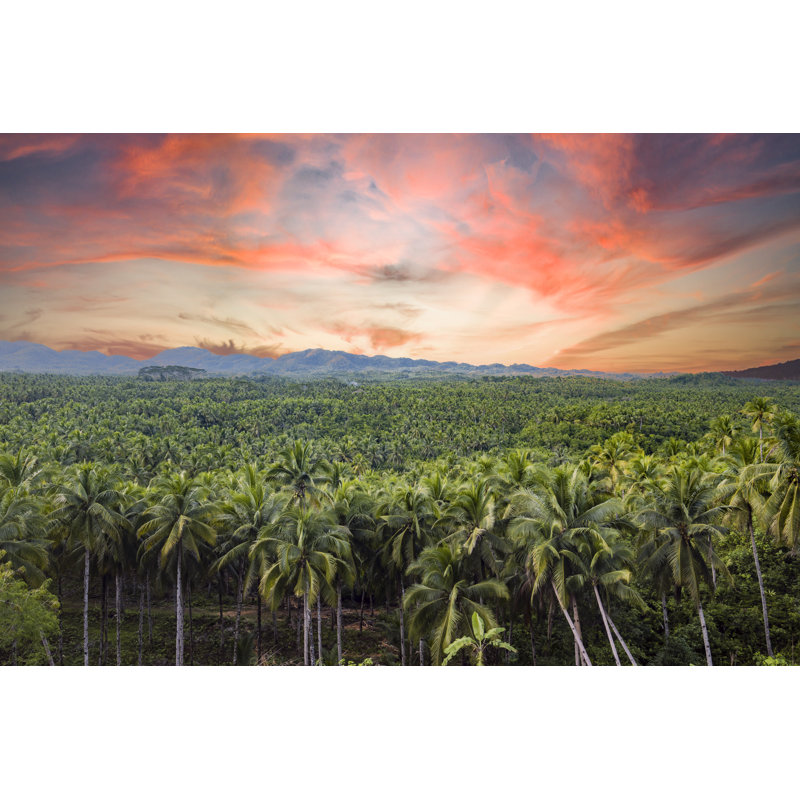 Palm Tree Forest Is Siargao, Philippines. by Travel Wild - Wrapped Canvas Print, 51cm H x 76cm W
