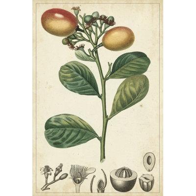 Exotic Fruits II