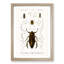 Beetle Illustrations PL.4 by Charles D'Orbigny - Single Picture Frame Print-55543853-55543854