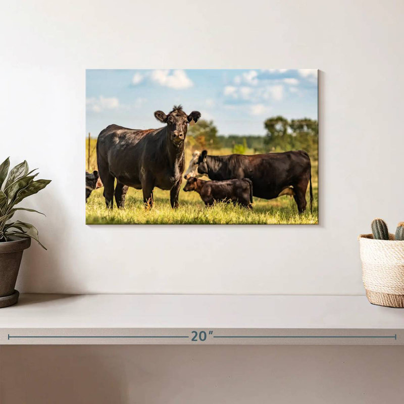 Brampt Grazing Angus Cows, 8" H x 12" W