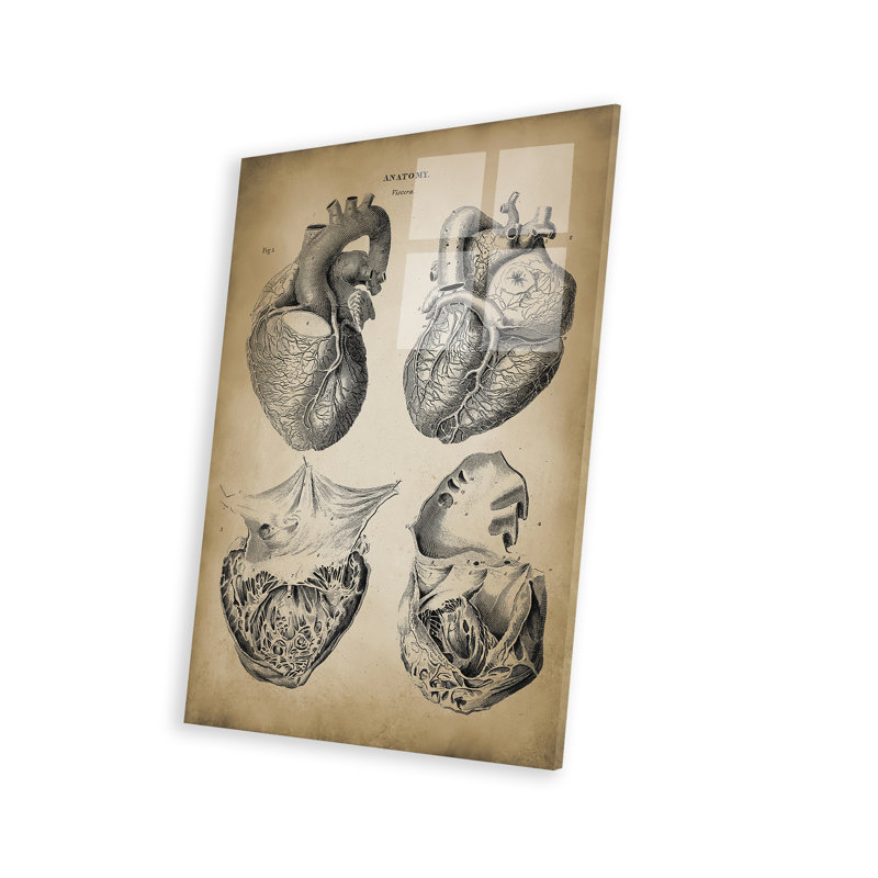 " Heart Anatomy " by PatentPrintStore