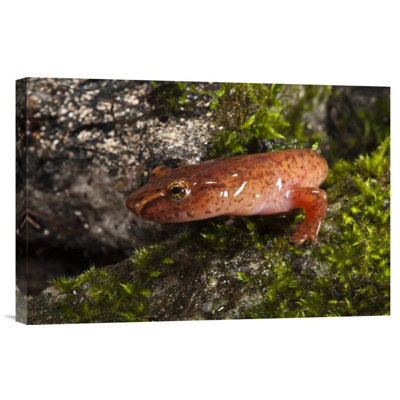 " Northern Spring Salamander, Native To The Southeastern United States "