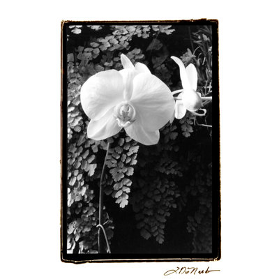 Striking Orchids I - Wrapped Canvas Print