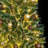 82.7' Christmas Tree
