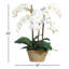 Phalaenopsis Potted Planter