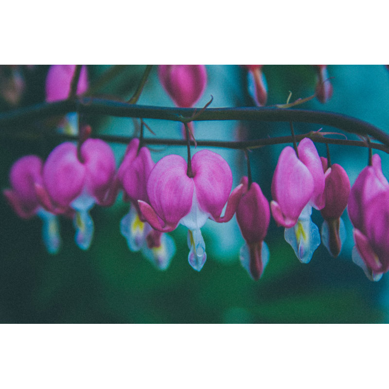 Bleeding Hearts Print by Alan Scherer
