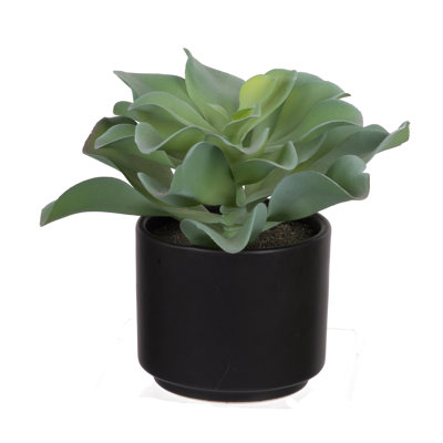 Dudelya succulent en pot