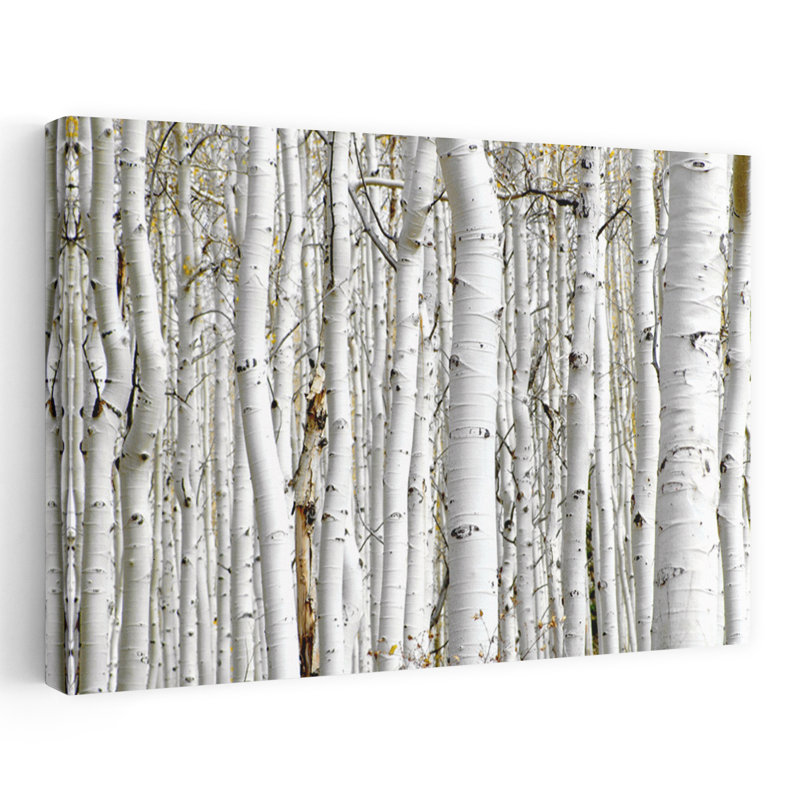 Bouleau - paysages, photographie, arbres, art, H 16 po x l 24 po
