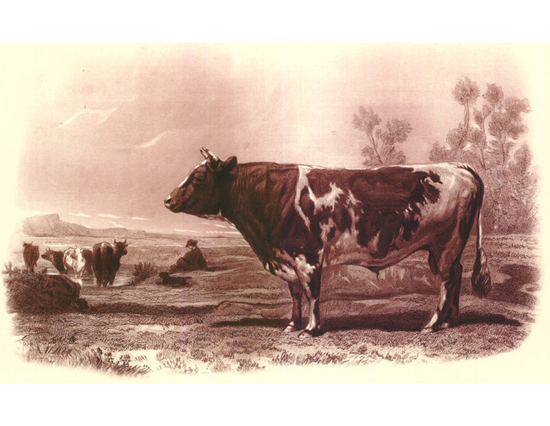 Bovine III