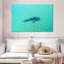 Crowle, requin baleine La Paz
