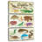 Tableau des espèces de reptiles Brampt-108594672