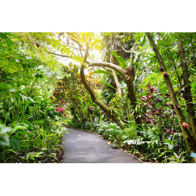 Ancalin " Lush Tropical Vegetation " by Mnstudio