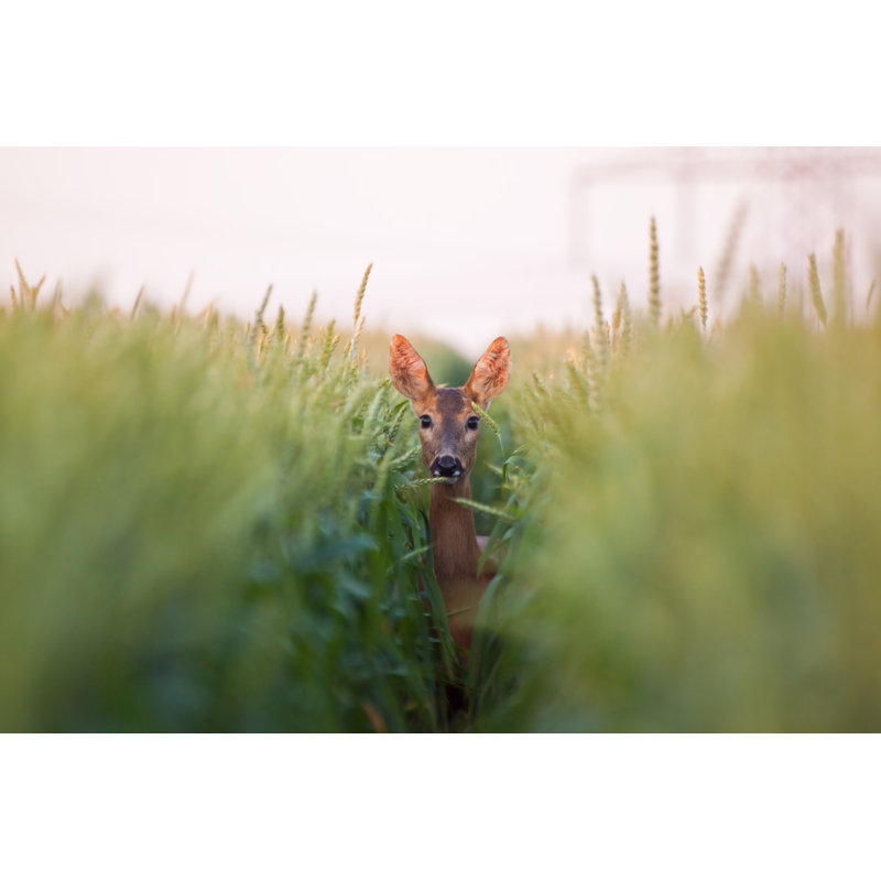 Roe Deer Doe in the Wheat - Photographie sur toile tendue, H 8 po x l 12 po
