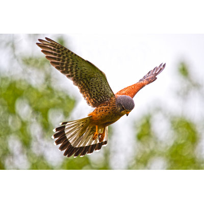 " Kestrel Hovering " by Lakes4Life