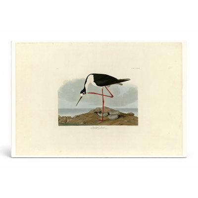 Long-legged Avocet, Plate 328 (1838) — Landscape Canvas Wall Art