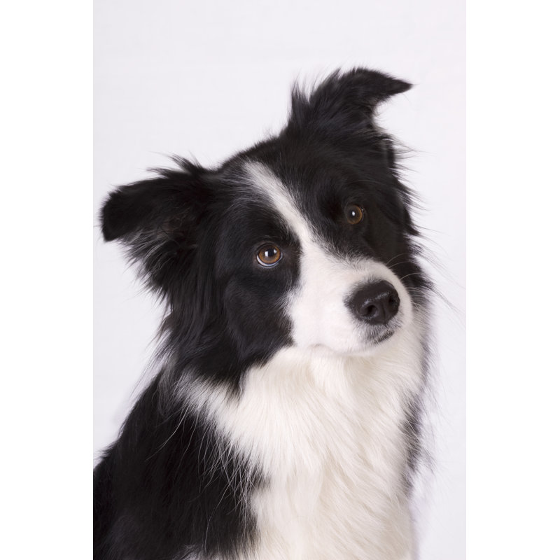 Cute Border Collie by Happyborder - No Frame Art Prints on Canvas, 76cm H x 51cm W
