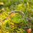 Preserved Moss Paperweight Art