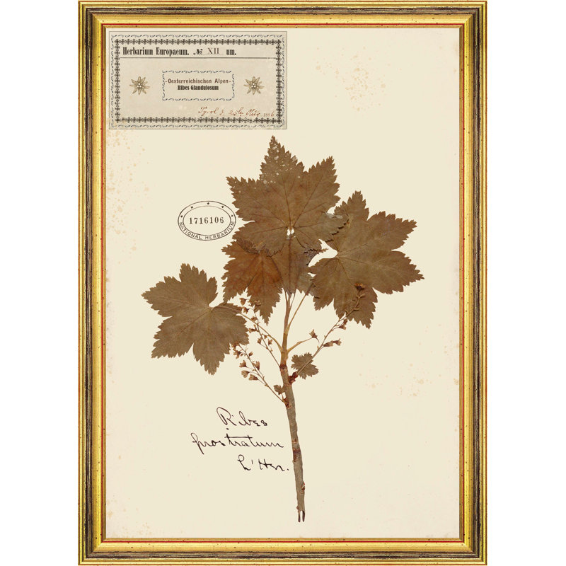 HERBARIUM ALPINIUM XII