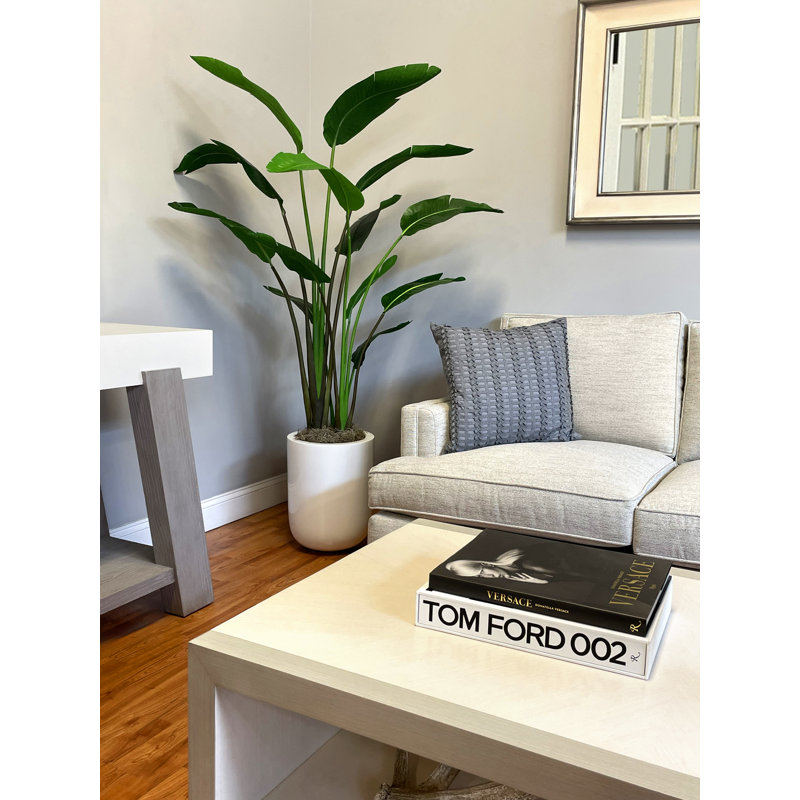 Green Bird of Paradise Tree in Pot, White