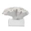 Accent de faux corail Davy Rising, verre transparent, polyrésine blanc luxueux 9 pouces