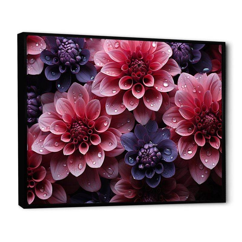Majestic dahlia rose I - imprimé, Cadre flottant noir, H 34 po x l 44 po x P 1,5 po