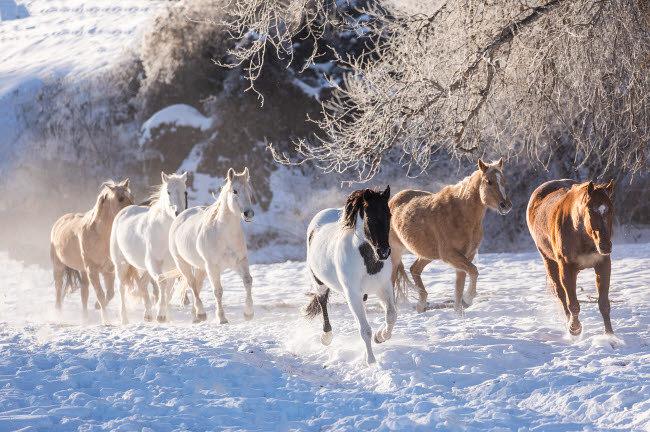 Cowboy Horse Drive On Hideout Ranch Shell, Wyoming