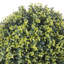 Faux Hedge-768811344-768772917