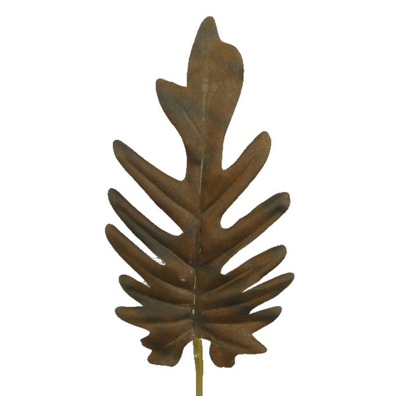 34cm Philodendron Plant
