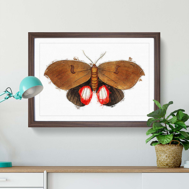 Augusta Moth by George Shaw - Single Picture Frame Painting, 24cm H x 33cm W x 2cm D, Walnut Framed