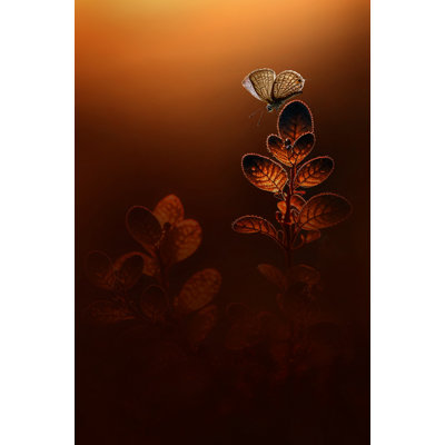 Light