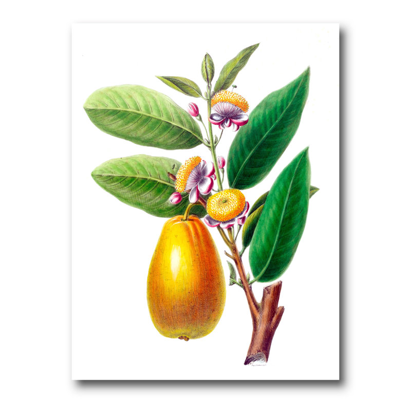 Rétro fruits I - reproduction sur toile tendue, H 32 po x l 24 po x P 1 po