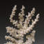Genuine Branch Coral (.5 Lbs)