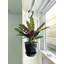 Live Rattlesnake Calathea Plant in Hanging Pot