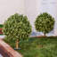 Arbre sphérique artificiel Ashwell Osmanthus -527098360-527098358