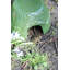 Toad House
