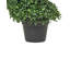 120 cm H Faux Boxwood Tree Plant in Plastic / Acrylic Planter