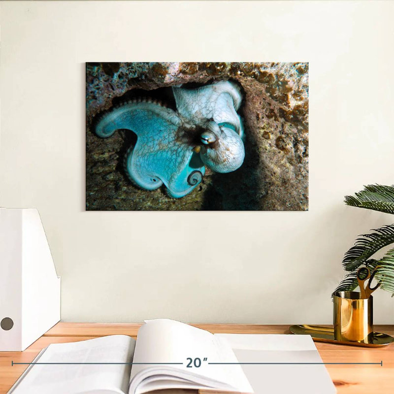 Brampt Wild Octopus In Grand Cayman Island, 8" H x 12" W