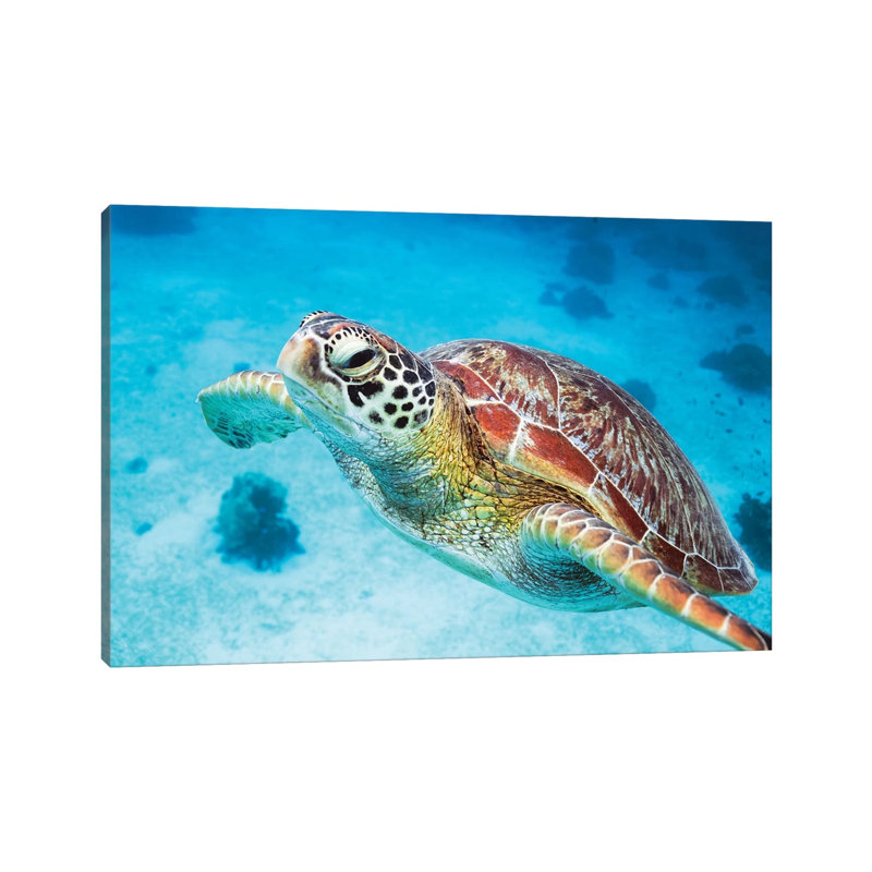 Green Turtle I by Matteo Colombo - Wrapped Canvas Gallery-Wrapped Canvas Giclée, 20.32 cm H x 30.48 cm W