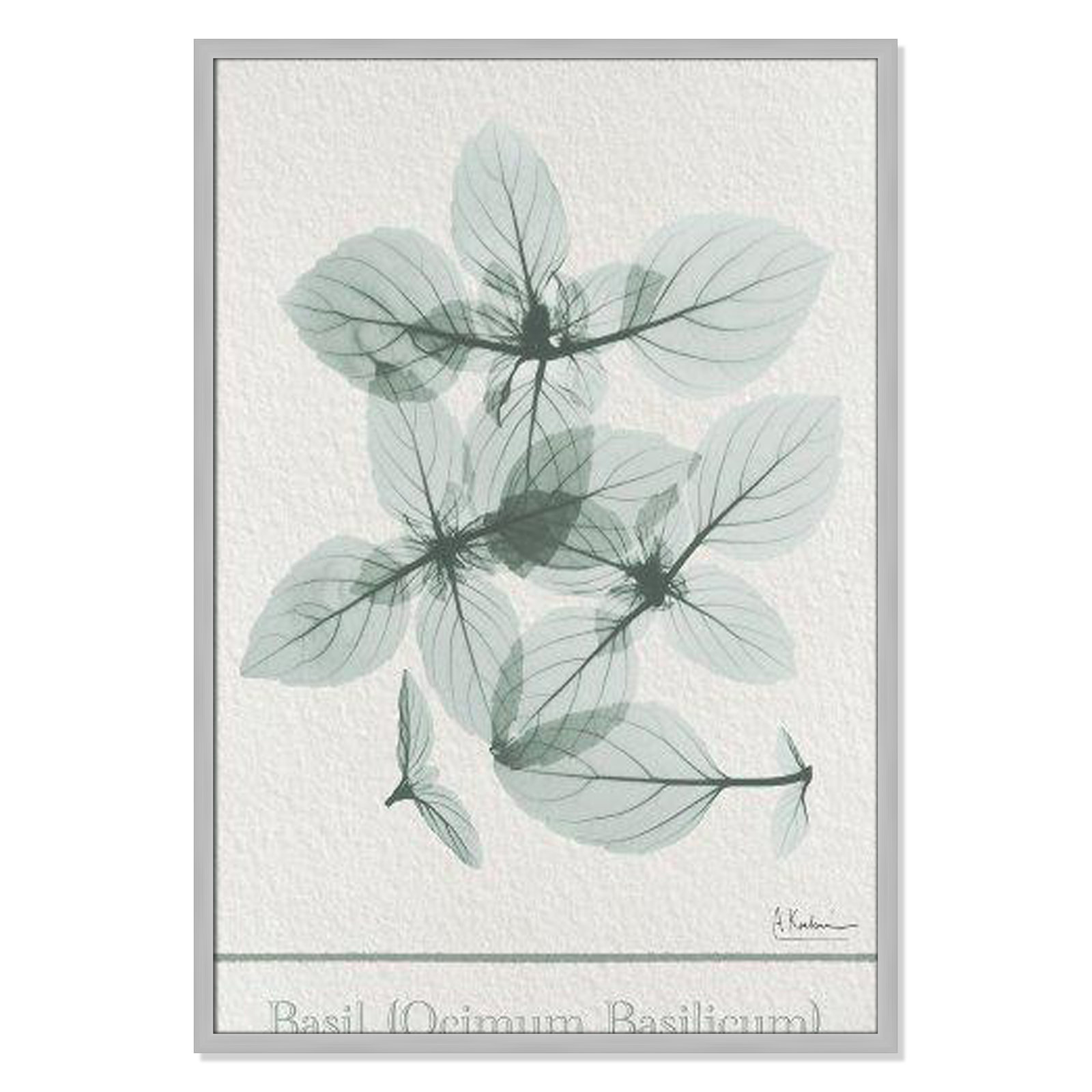 Jeanette "Basil Ocimum Basilicum" Painting, Matte Silver Framed Paper, 41.5" H x 29.5" W x 1.25" D
