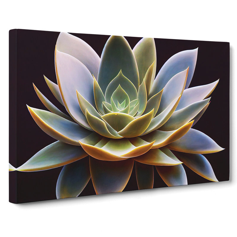 Compelling Succulent Plant - Wrapped Canvas Print, 35cm H x 50cm W x 3cm D