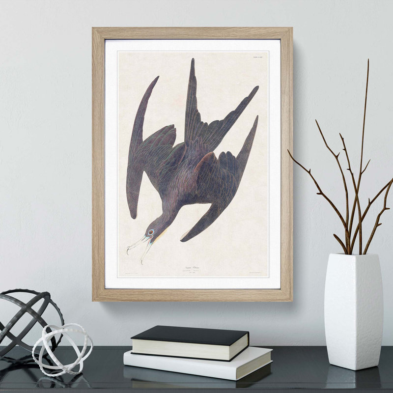Frigate Pelican by John Audubon - Framed Print, Oak Framed, 65cm H x 48cm W x 2cm D