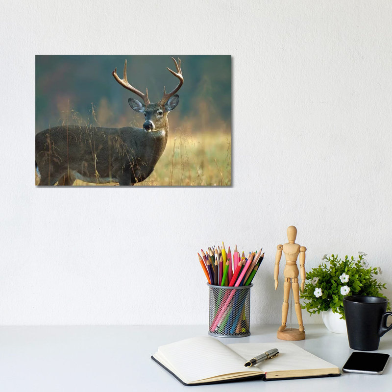 White-Tailed Deer Portrait, North America by Tim Fitzharris - Wrapped Canvas Print, 20.32 cm H x 30.48 cm W