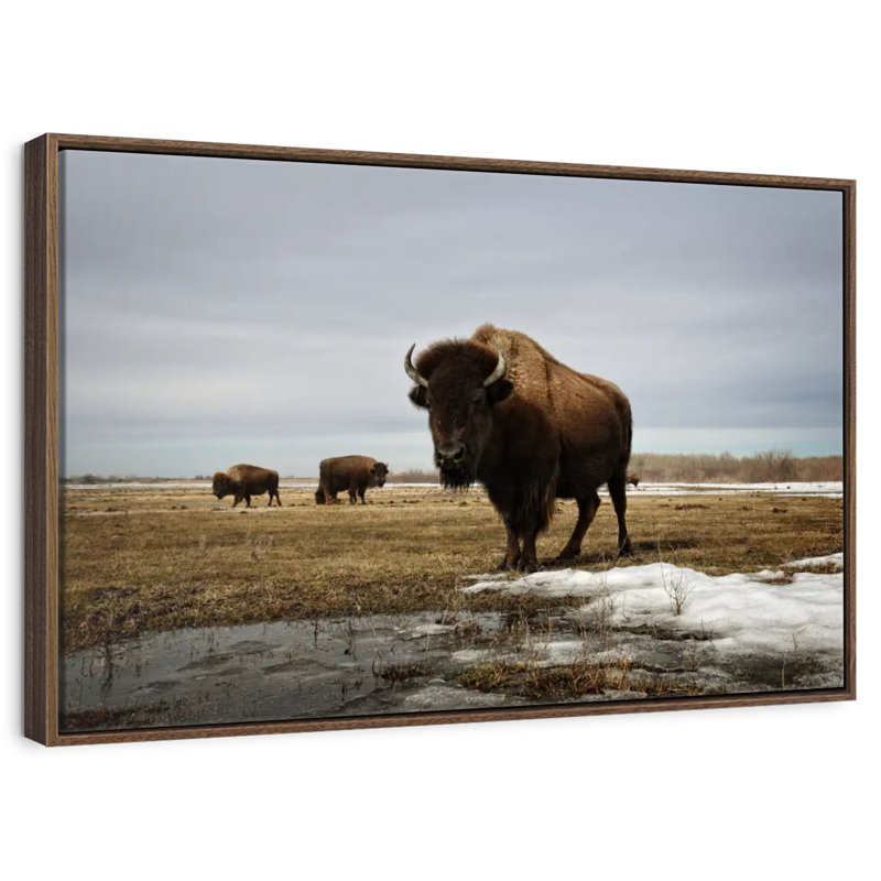 Bison Cloud Day, Cadre flottant en noyer, 43 po x 29 po