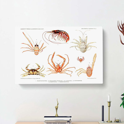 Crabs & Shrimps by Albert I - Wrapped Canvas Painting