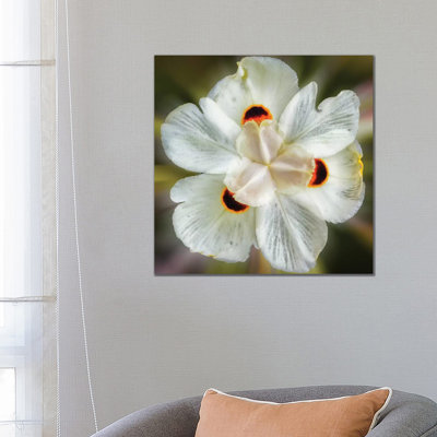 Close Up Of A White Flower by Glauco Meneghelli - Wrapped Canvas Print